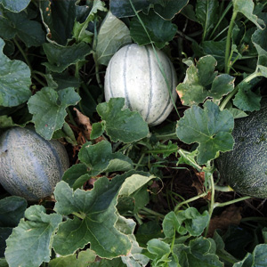 Yellow Melon Varieties Available