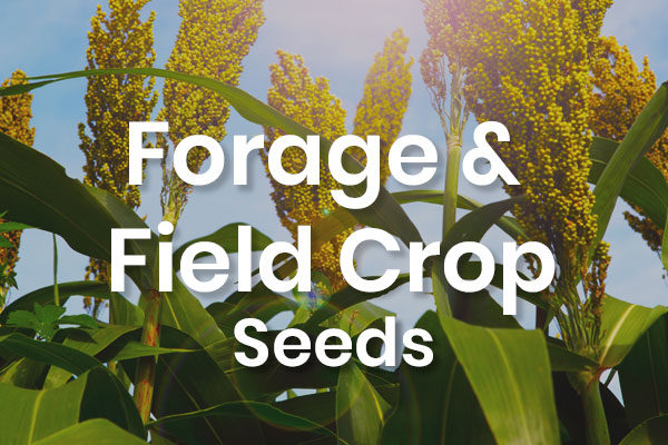 -Forage Seeds & Field Crop Seeeds