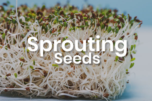 -Sprouting Seeds-