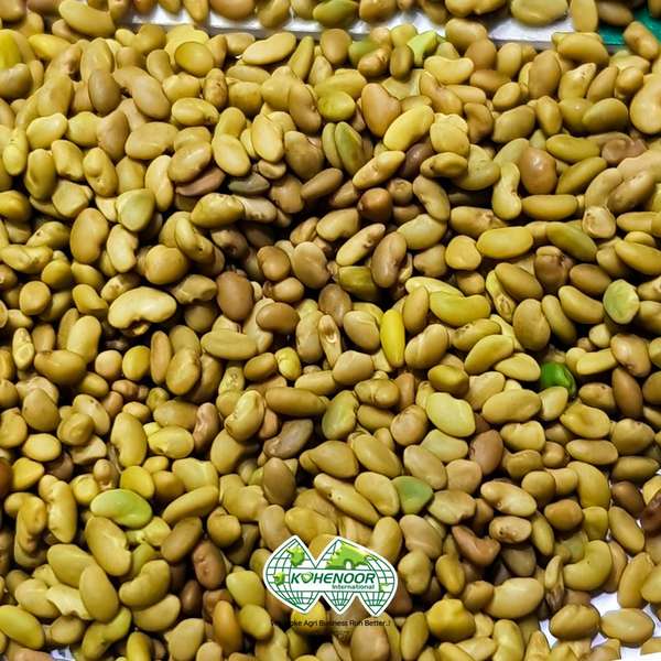 Alfalfa Seeds