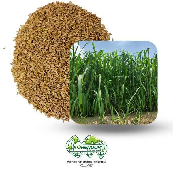 Bay Missal / Oats Seeds