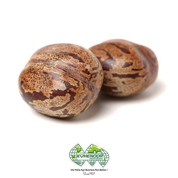 Castor Seeds