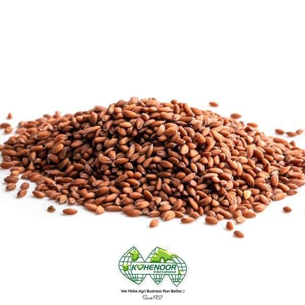 Garden Cress Seeds