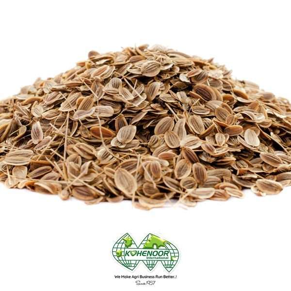 Dill Seeds