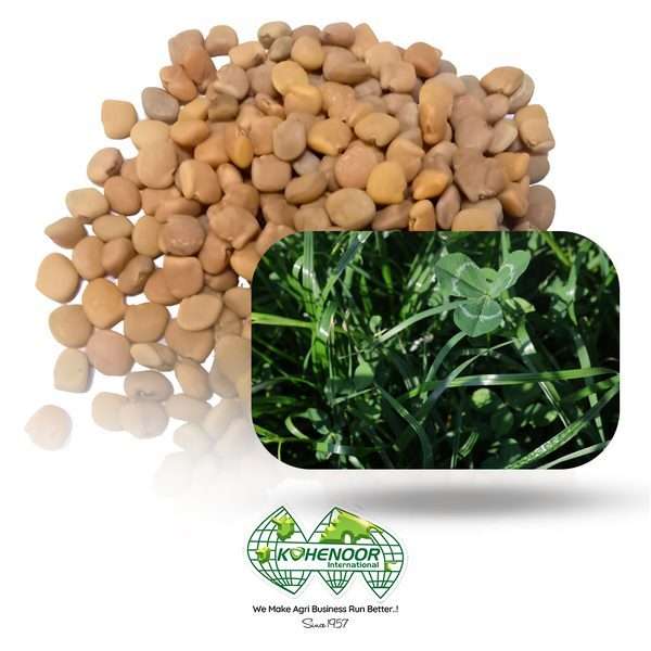 Protein Grass Seeds