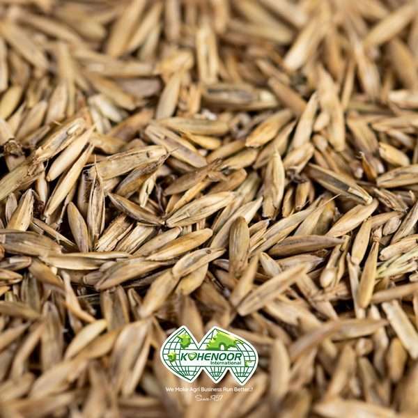 Rye Grass Seeds