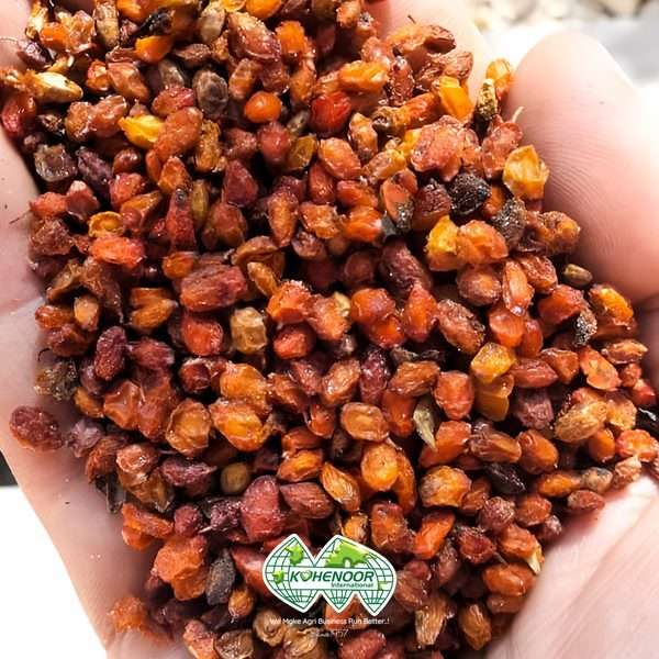 Sea Buckthorn Berries