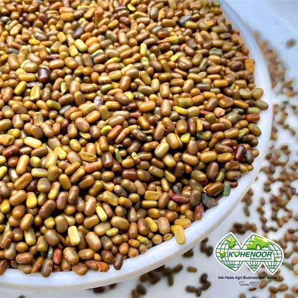 Sesbania Seeds
