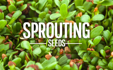 Mustard Sprouting Seeds