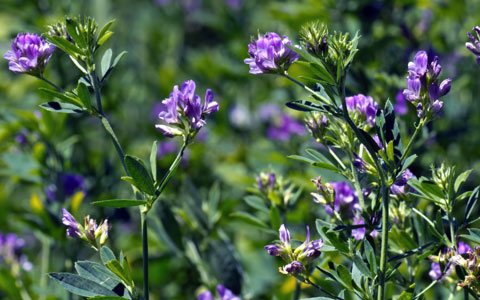 Alfalfa Seeds