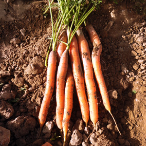 Deep Red, Nantes & Baby Carrot Seed Varieties