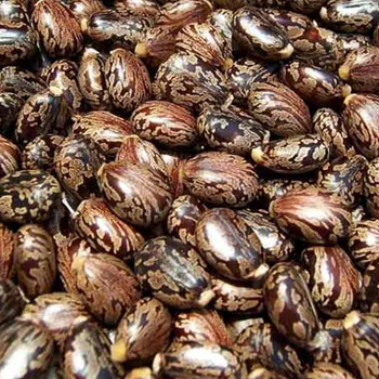 Castor Seeds
