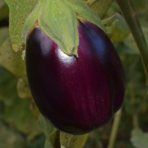 Eggplant Seeds