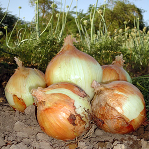 Red, White and Yellow Onion Seed Varieties
