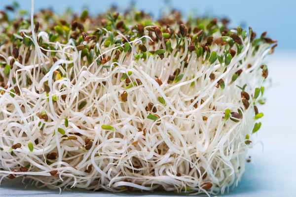 Mung Bean Sprouting Seeds